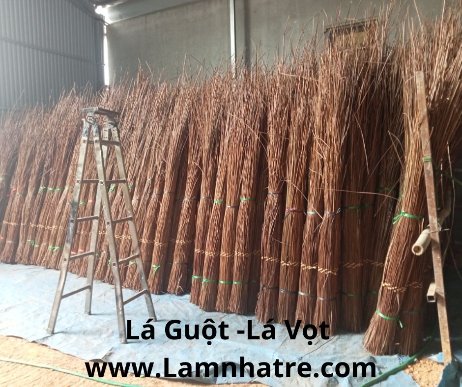 lop mai la guot 